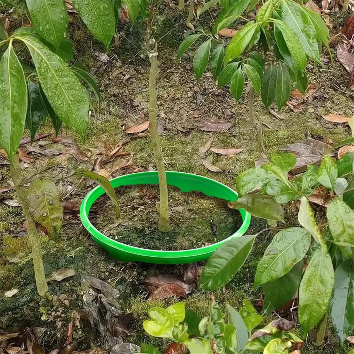 Big Discount 4 Plant Guard Rin - Gardening Tools Big review and price